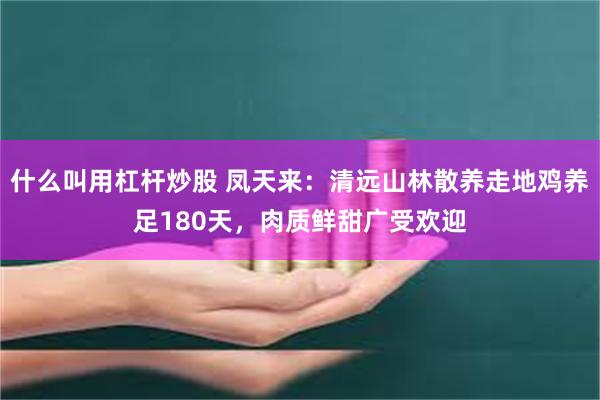 什么叫用杠杆炒股 凤天来：清远山林散养走地鸡养足180天，肉质鲜甜广受欢迎